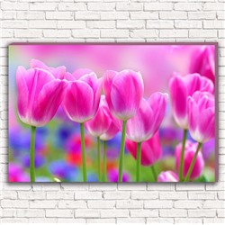 Фотокартина Розовые тюльпаны