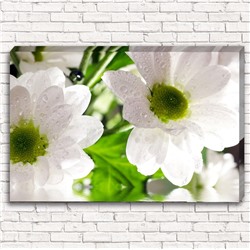 Фотокартина Цветы белые