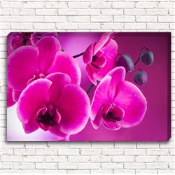 Фотокартина Розовая орхидея