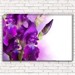 Фотокартина Фиолетовый цветок в росе