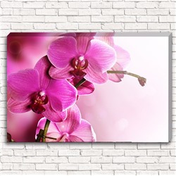 Фотокартина Розовая орхидея 2