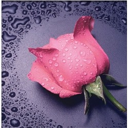 АРМ DF065 "Розовая роза", 30х30 см