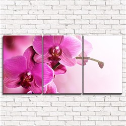 Модульная картина Нежнейшая орхидея 3-1