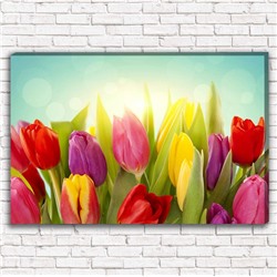 Фотокартина Солнечные тюльпаны