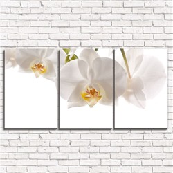 Модульная картина Белые орхидеи 3-1