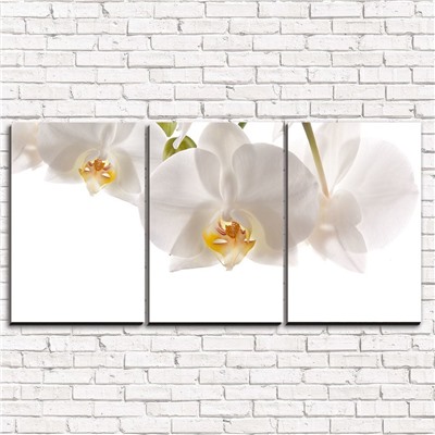 Модульная картина Белые орхидеи 3-1